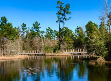 Atascocita Park trees reflecting on the lake